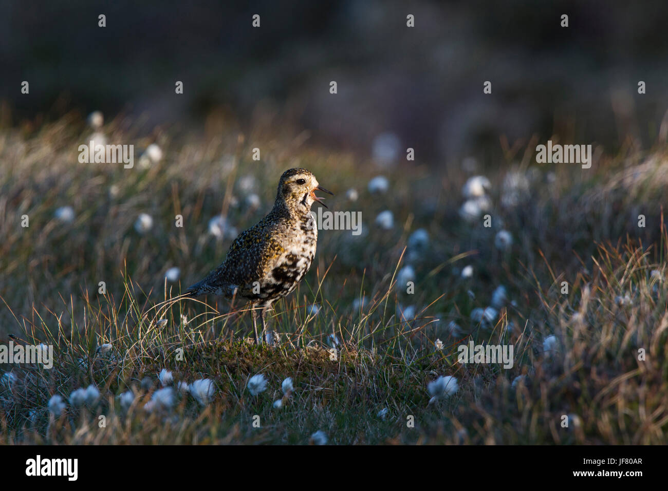 Europäischen Golden Plover Pluvialis Apricaria Unst Shetland Juni Stockfoto