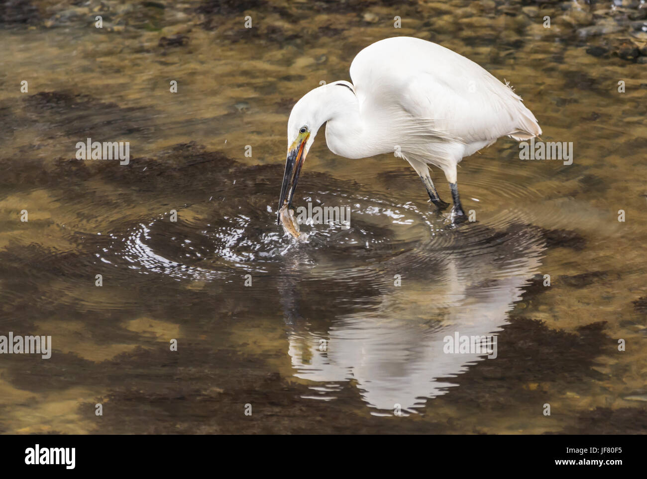 Seidenreiher (Egretta Garzetta) stehen im flachen Wasser fangen einen Fisch im Schnabel. Stockfoto