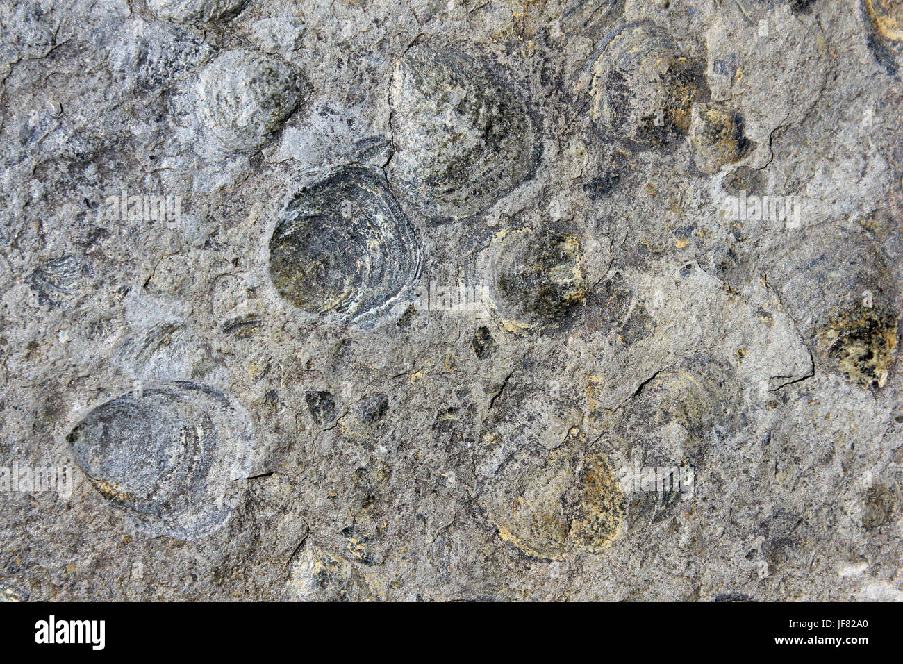 Fossilen Brachiopoden aus dem oberen Kambrium, Snowdonia, Wales Stockfoto