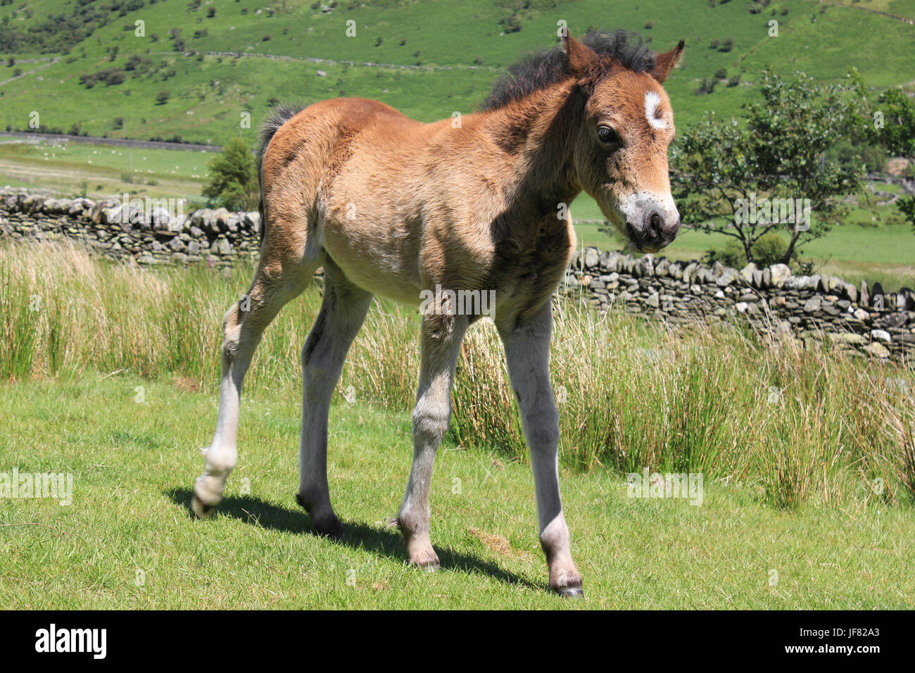 Welsh Mountain Pony Fohlen in Nant Ffrancon Tal, Snowdonia, Wales Stockfoto