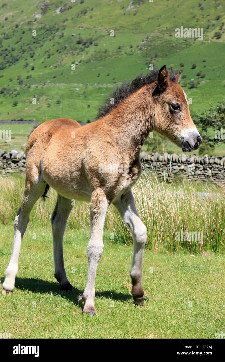 Welsh Mountain Pony Fohlen in Nant Ffrancon Tal, Snowdonia, Wales Stockfoto