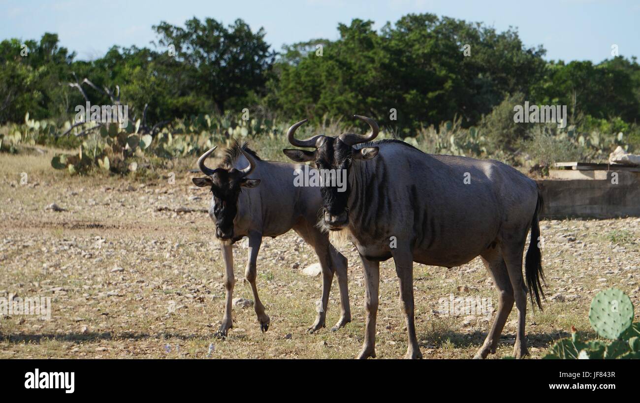 Gnus stehend Stockfoto