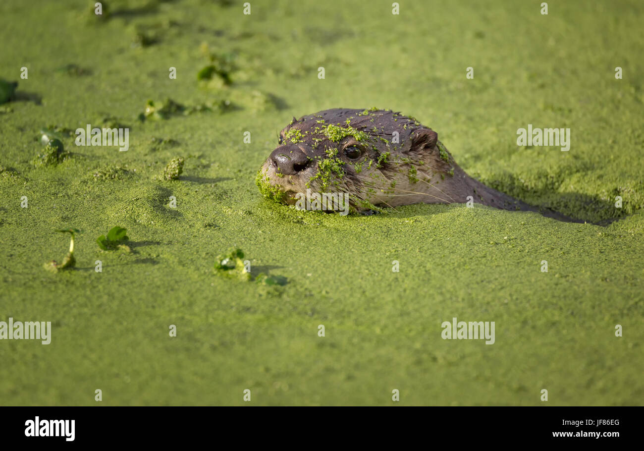 River Otter Schwimmen in Grün bemoosten Wasser Stockfoto