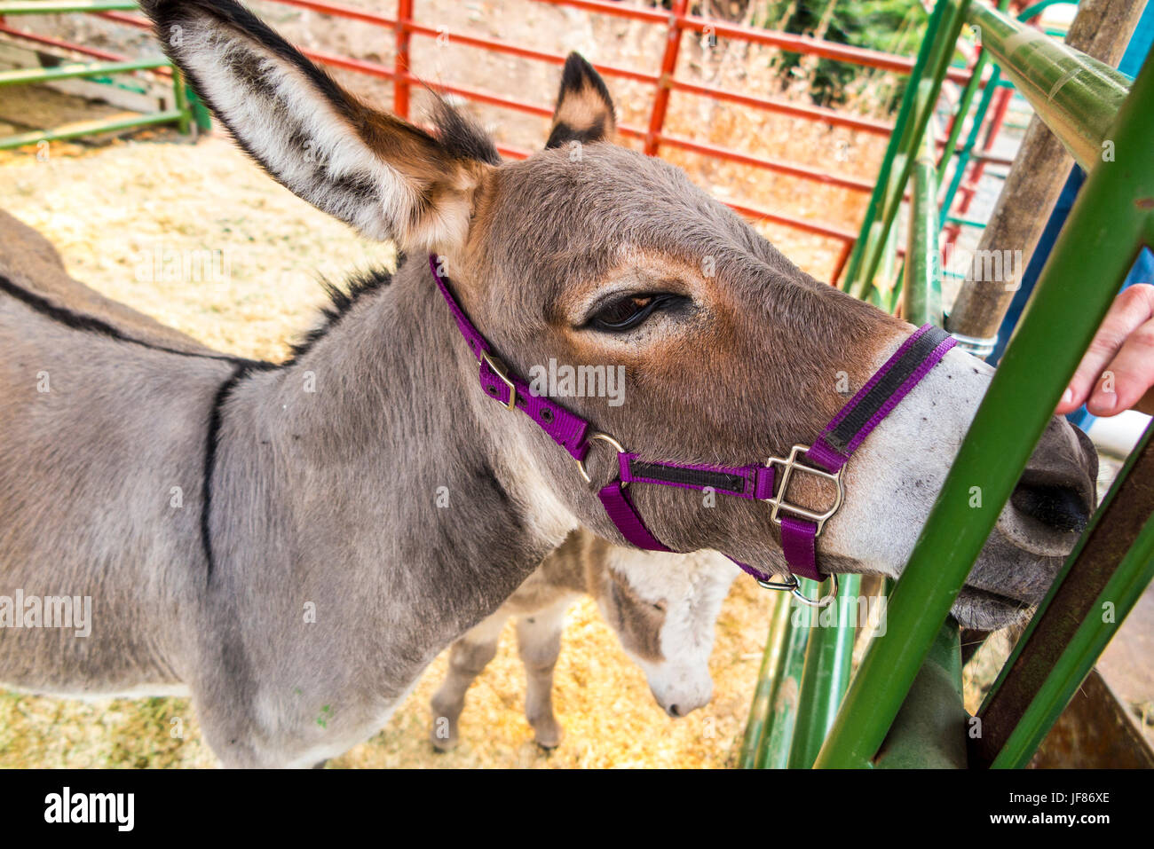 Ein Esel und ihr Fohlen an das Tierheim in der Calaveras county Fairgrounds während des Brandes Butte im September 2015 Stockfoto