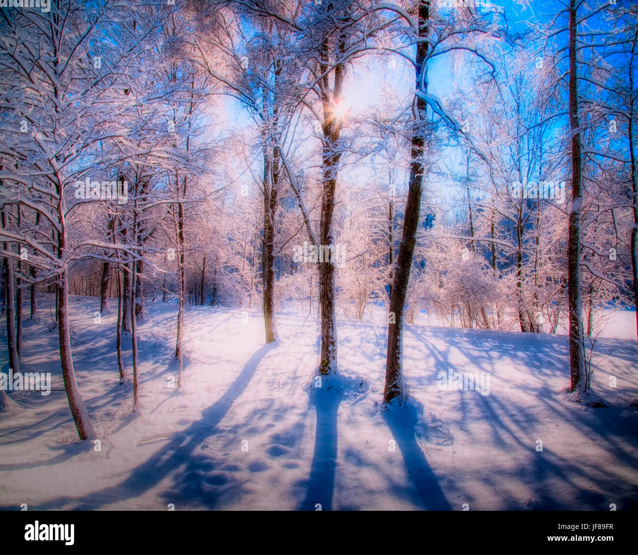 DE - Bayern: Winter-Wunderland in der Nähe von Bad Tölz Stockfoto