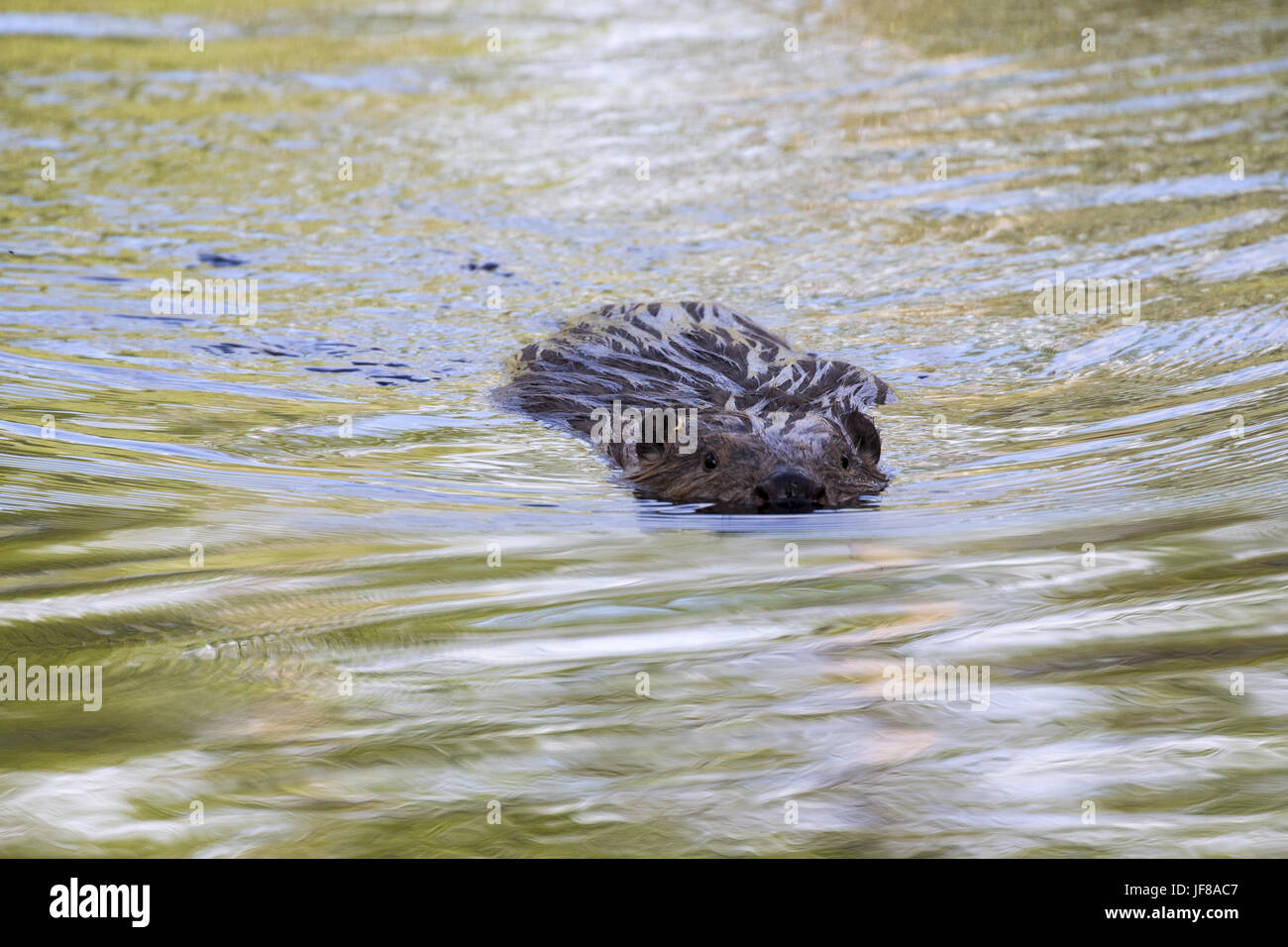 Biber schwimmen im Fluss Stockfoto