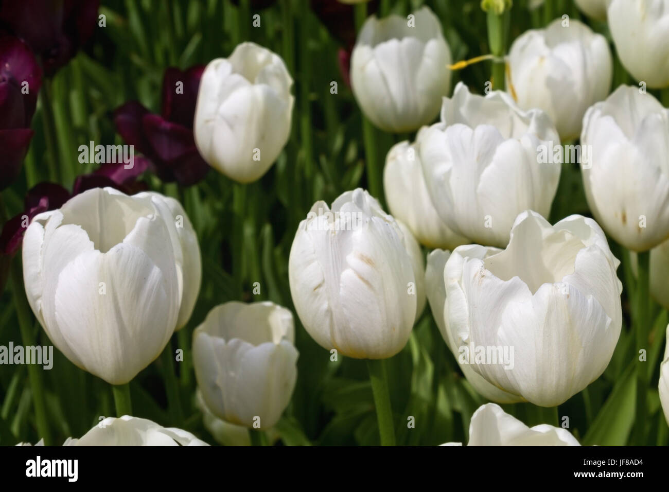 Blumenbeet mit weißen Tulpen im Park Stockfoto