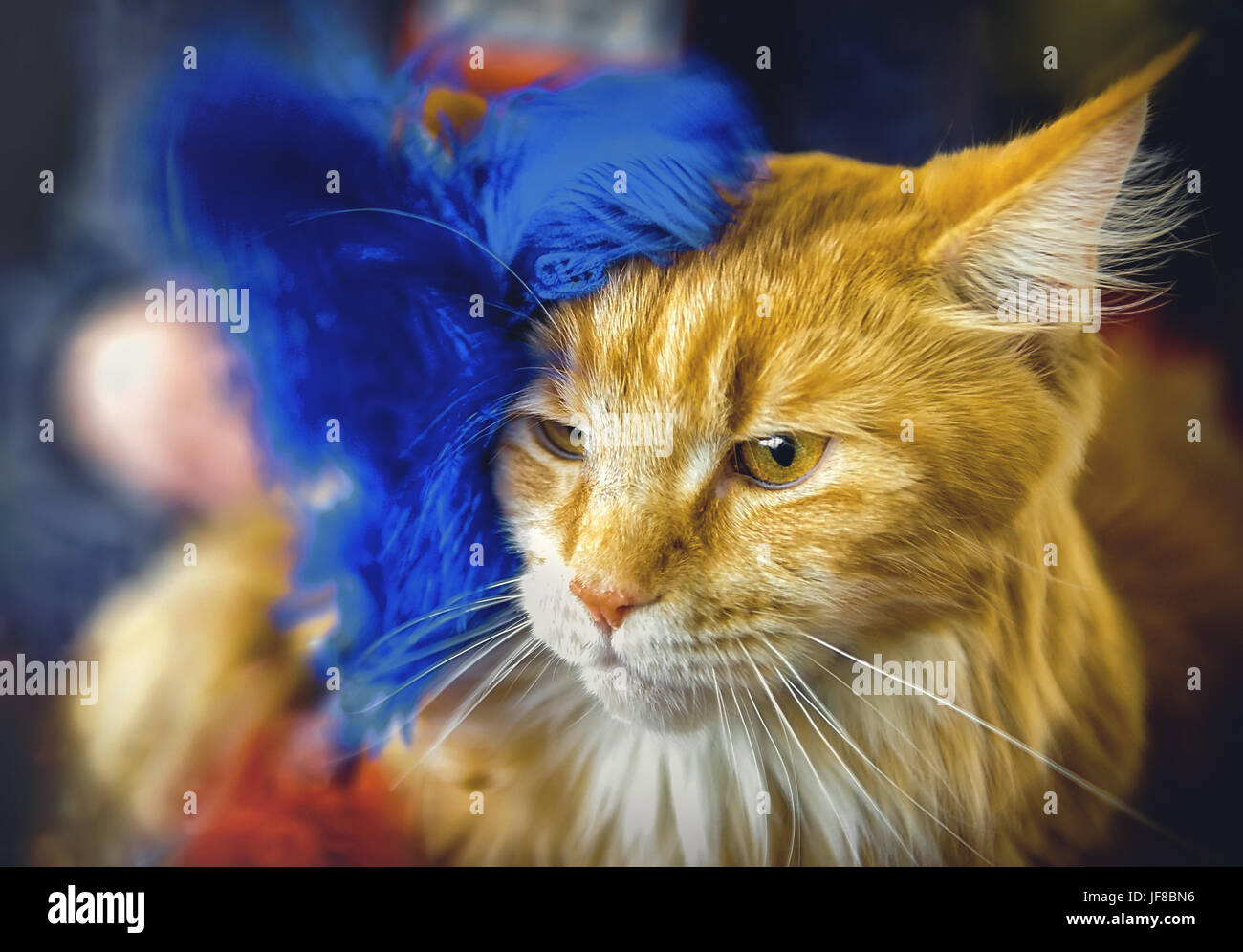 Rote flauschige Katze mit blauen Straußenfedern geschmückt. Stockfoto