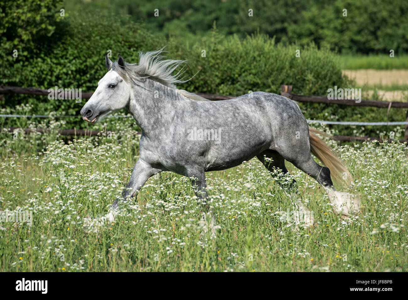 Gypsy gypsy vanner horse Fotos und Bildmaterial in hoher Auflösung Alamy