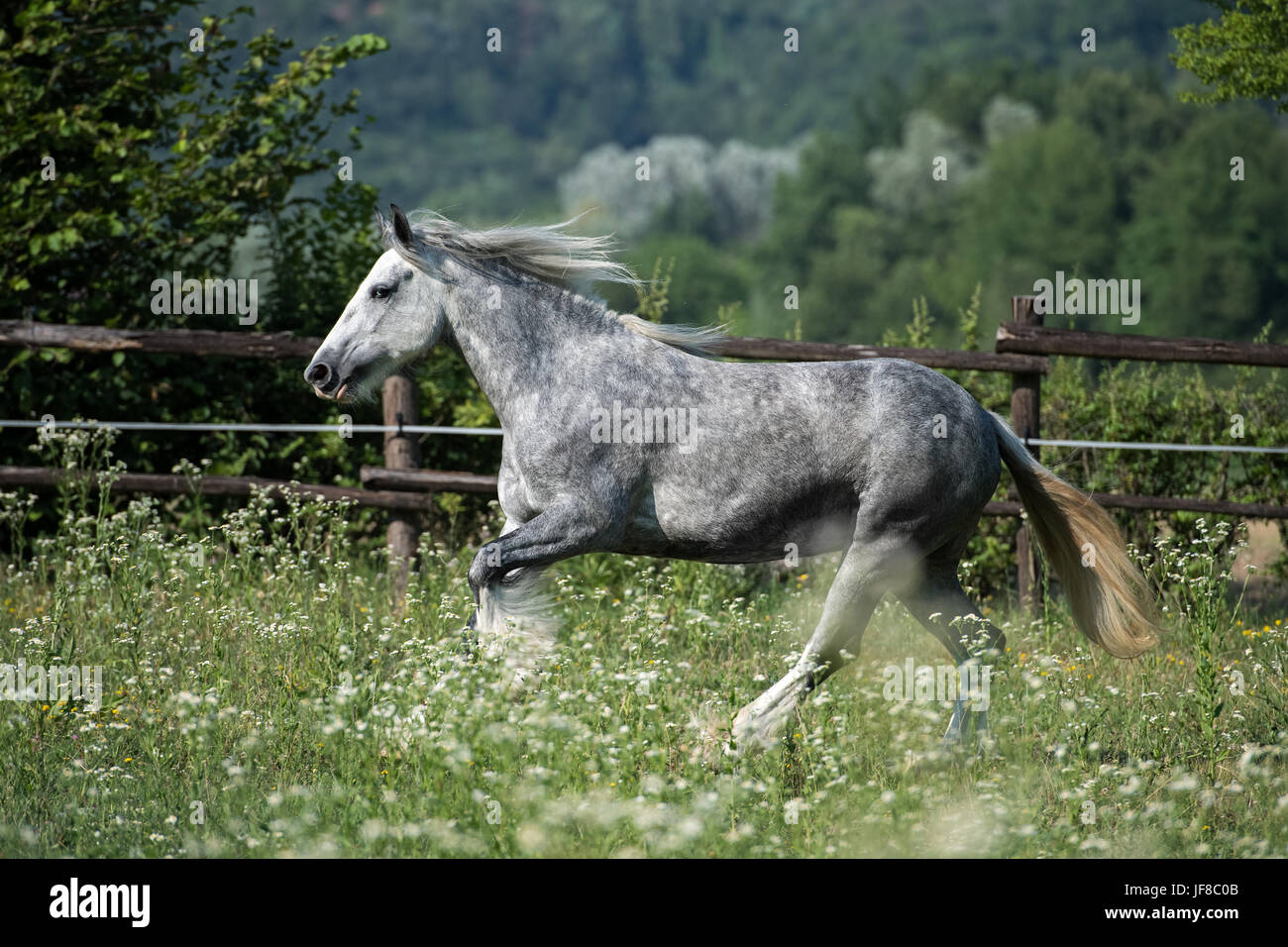 Gypsy Cob im Galopp Stockfoto