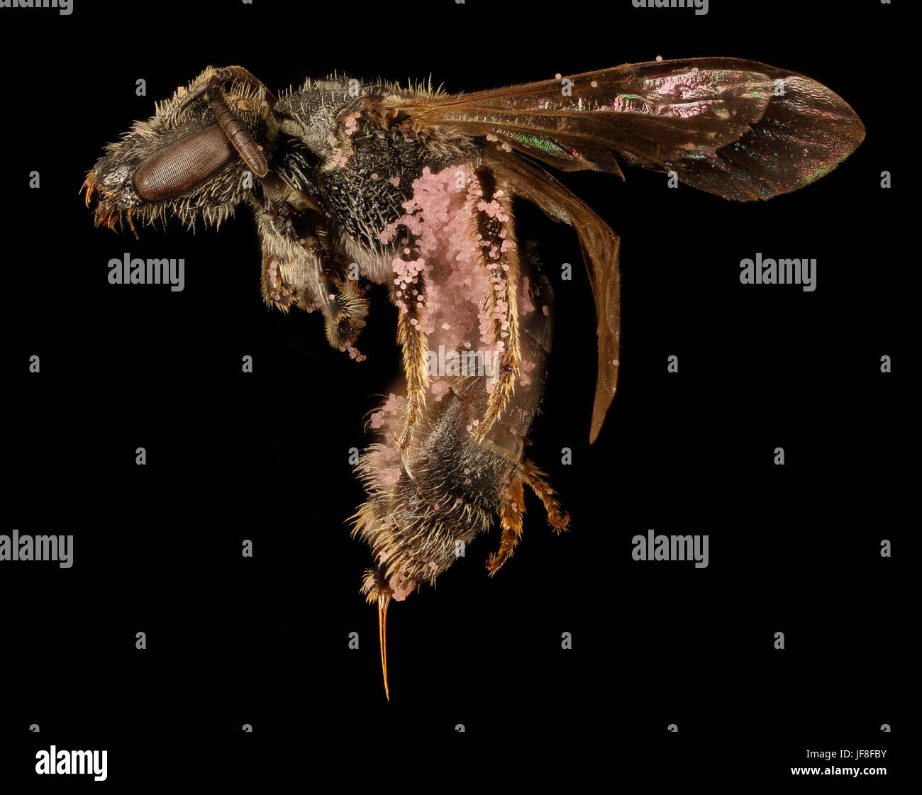 Eine weibliche Lasioglossum pectorale-Biene aus Pennsylvania, in einer Nahaufnahme aufgenommen, die ihre linke Seite zeigt. Diese Art gehört zur Familie der Apidae und spielt eine Rolle bei der Bestäubung. Stockfoto