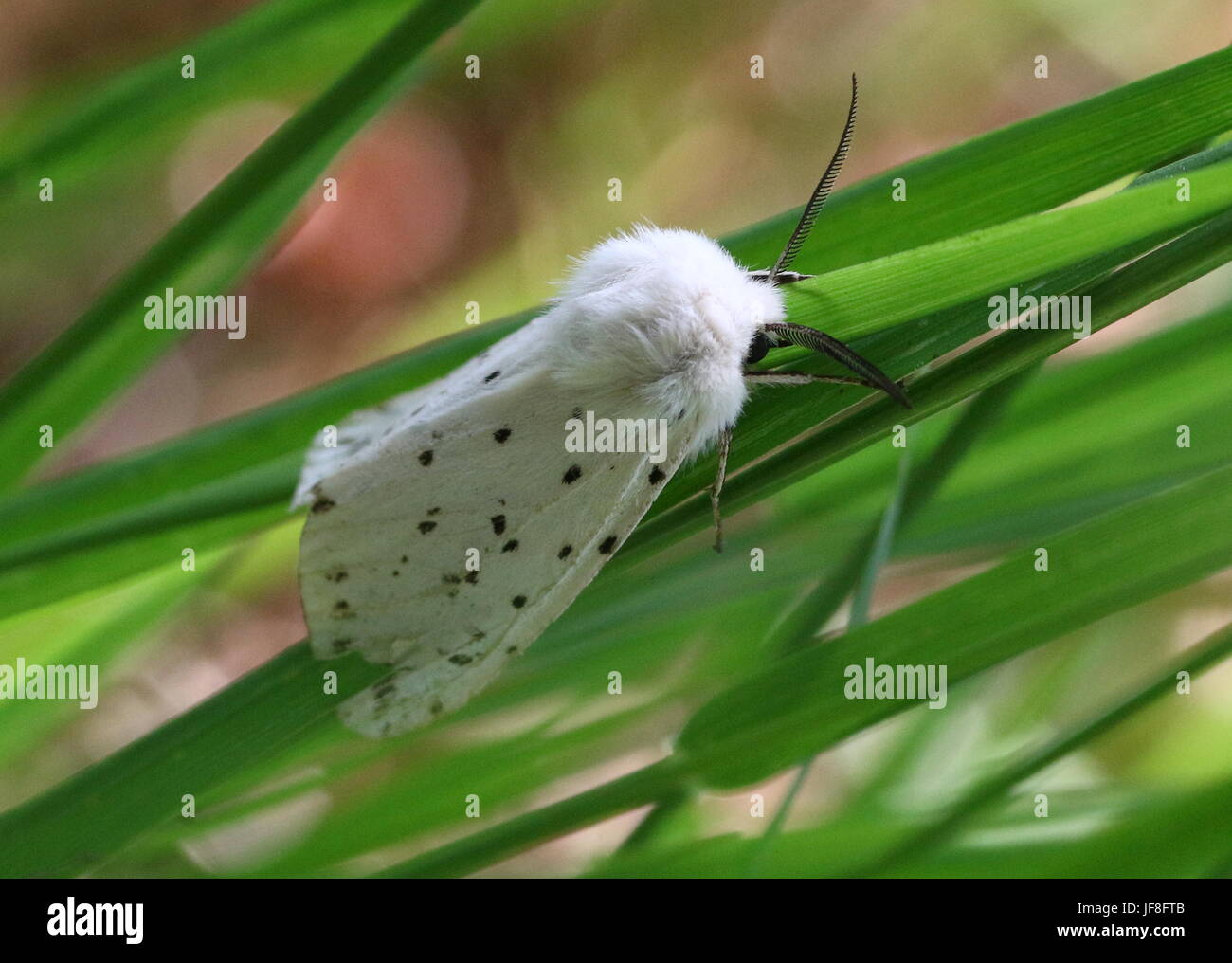 Europäische weiße Hermelin Motte (Spilosoma Lubricipeda) Stockfoto