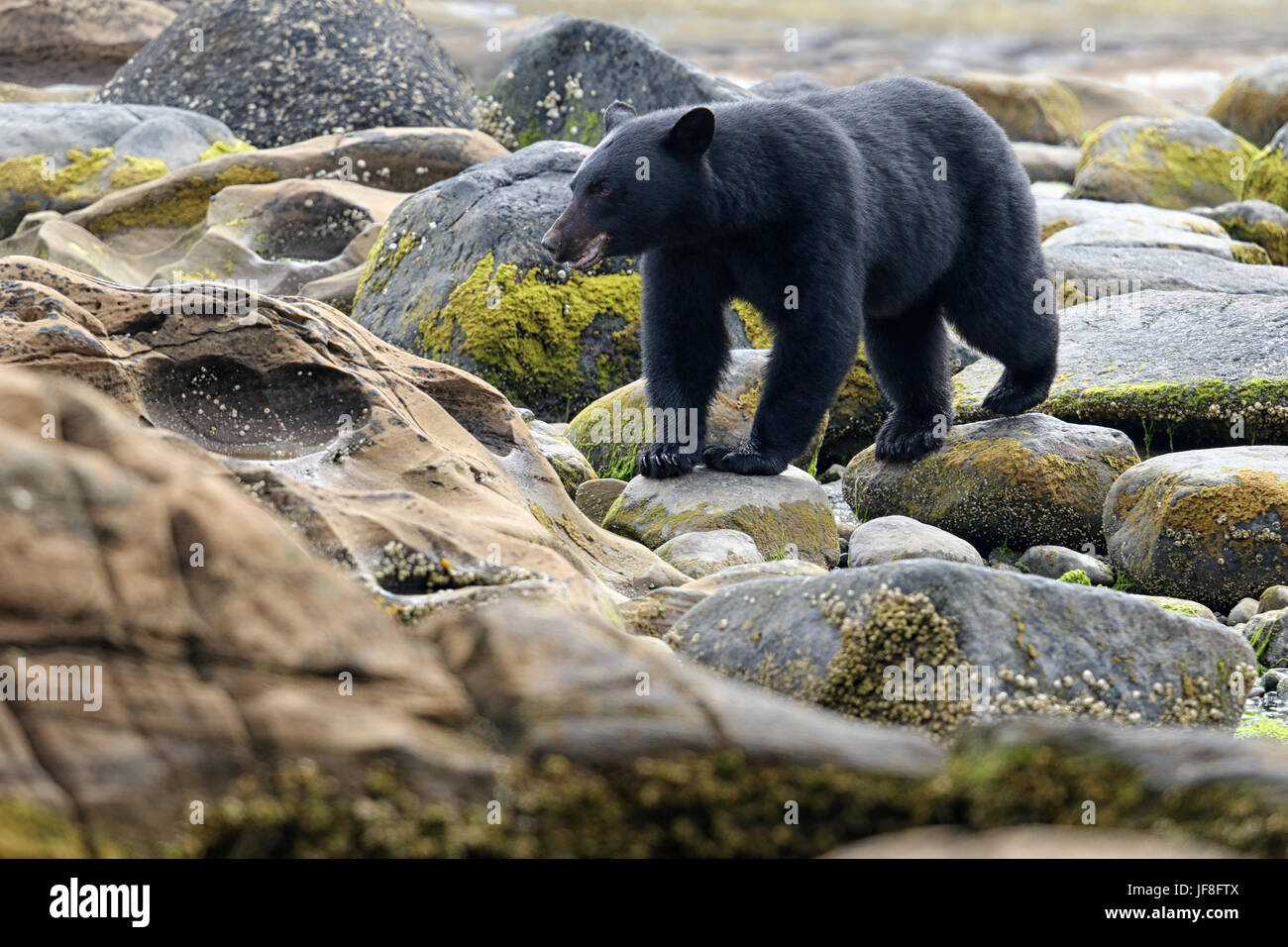 Wilde Schwarzbären (Ursus Americanus) an einem steinigen Strand. Vancouver Island, British Columbia, Kanada. Stockfoto