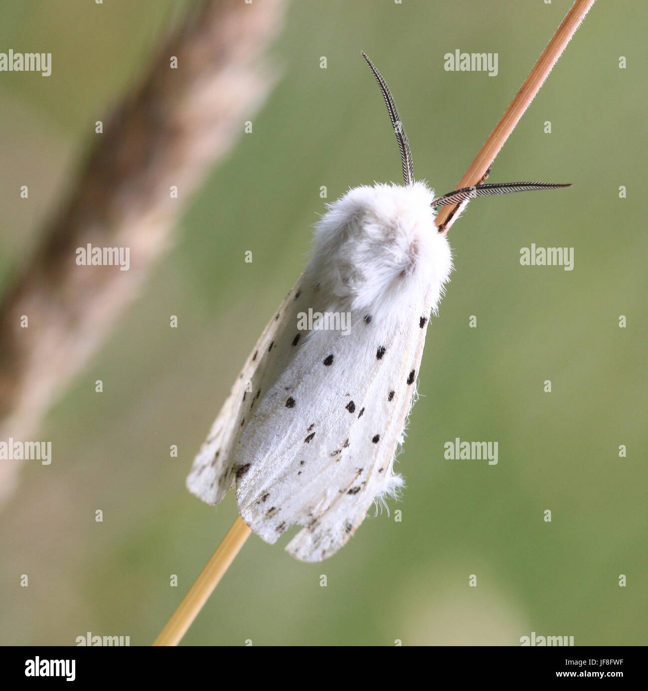 Europäische weiße Hermelin Motte (Spilosoma Lubricipeda) Stockfoto