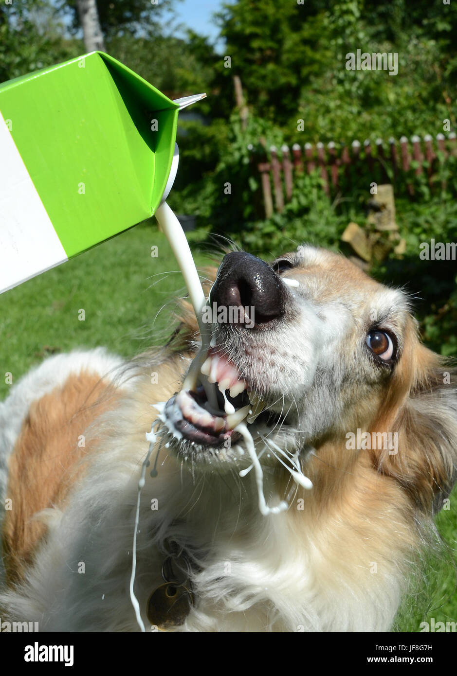 Barsoi Hund trinkt Milch aus der Flasche. Der Hund will nicht ihre Nase nass zu bekommen, und beugt es Weg, um dies zu vermeiden. Stockfoto
