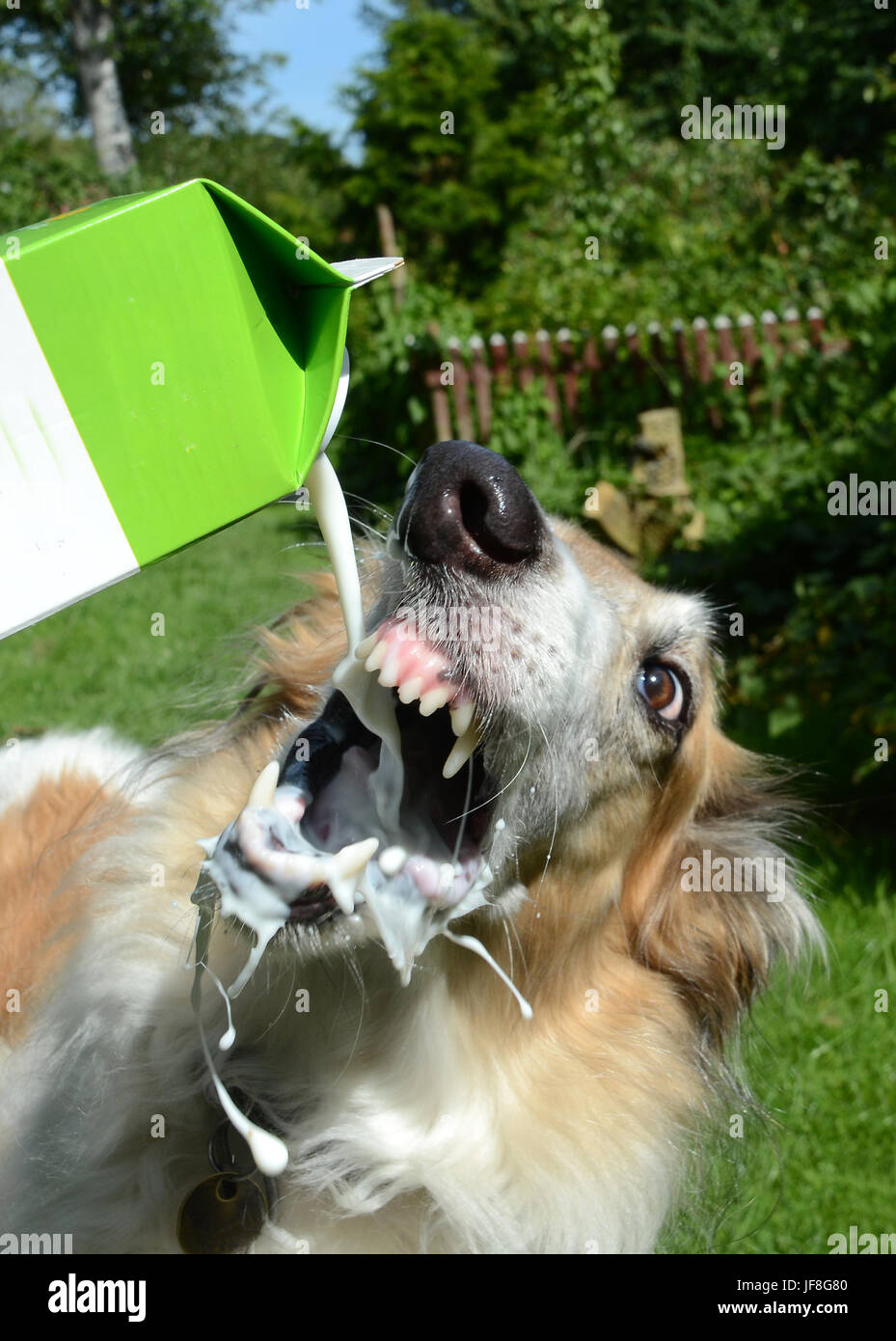 Barsoi Hund trinkt Milch aus der Flasche. Der Hund will nicht ihre Nase nass zu bekommen, und beugt es Weg, um dies zu vermeiden. Stockfoto