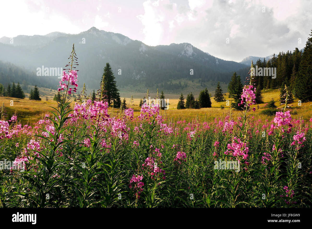 Blumen auf den Wiesen, Velebit, Kroatien Stockfoto