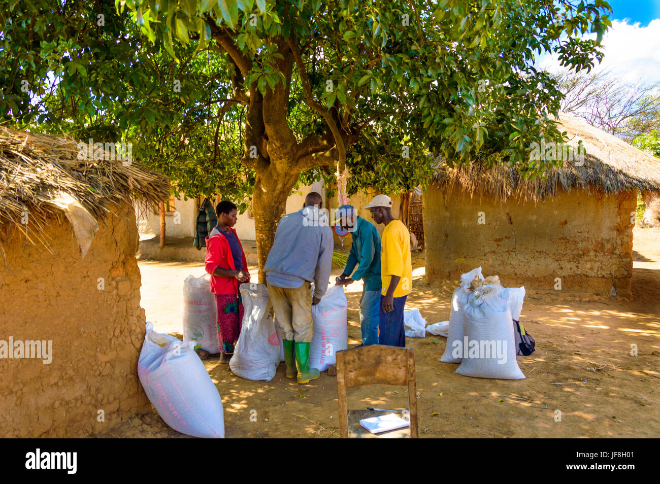 Malawische Bauern entlang einem Ochsenkarren tragen seine Maisernte wieder aus seinem Gebiet reisen auf einer unbefestigten Straße durch ein Dorf am späten Nachmittag Stockfoto