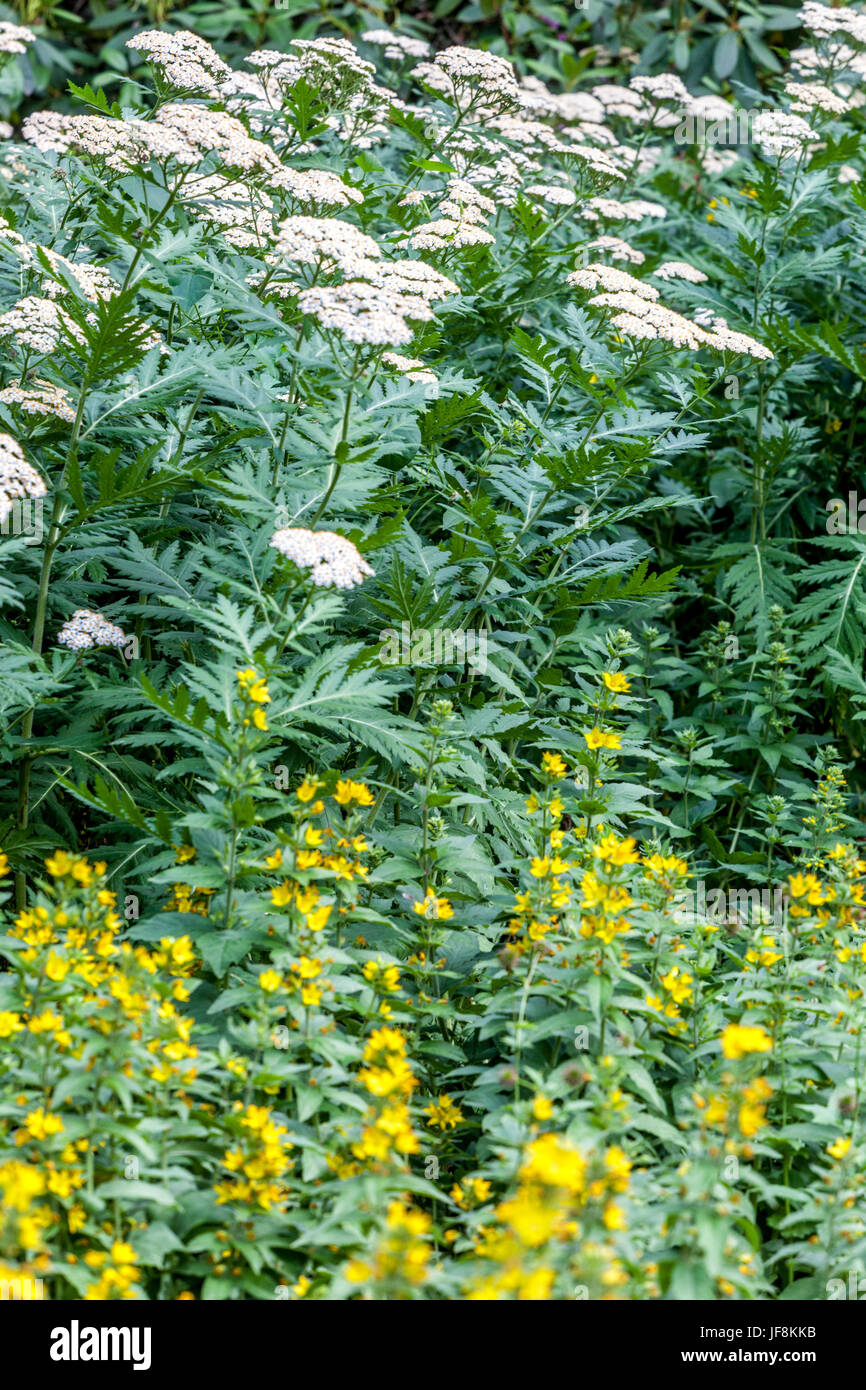 Durchleuchtet Rainfarn Tanacetum Macrophyllum blühenden Vordergrund Lysimachia Trommler Stockfoto