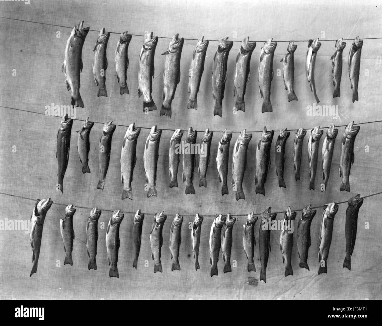 Eine antike Methode zur Konservierung von Fischen, die oft in historischen Kunstwerken und Fotografien zu sehen ist und die Handwerkskunst früherer Zeiten zeigt. Stockfoto
