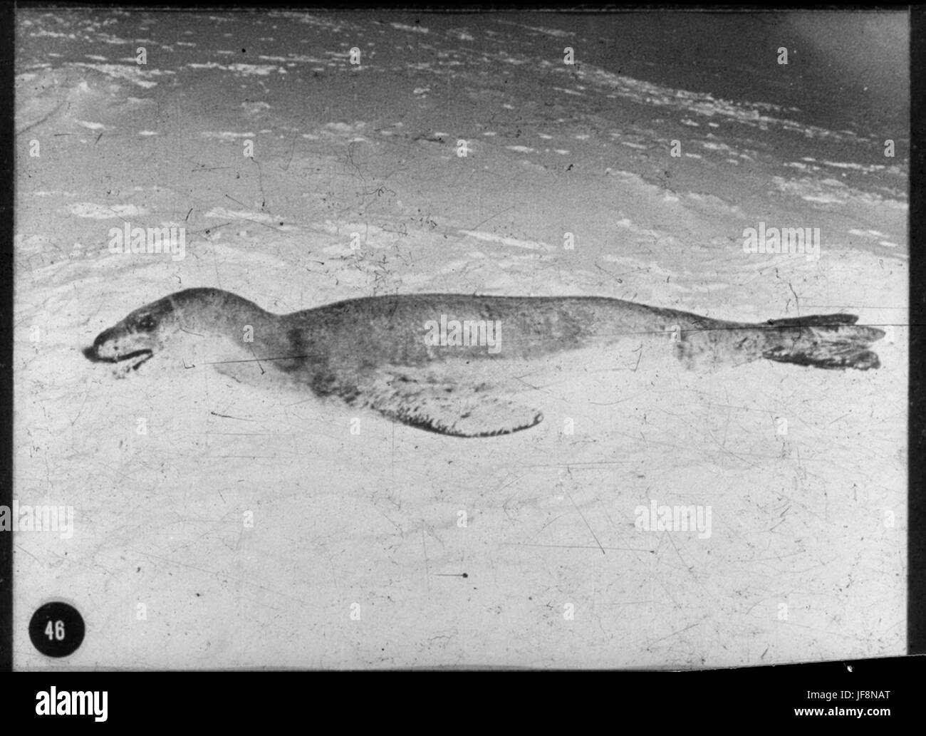 Ein Foto von der britischen Antarktis-Expedition eines toten Leopardenrobben, das die Tierwelt während der Polarforschungen des frühen 20. Jahrhunderts dokumentiert. Stockfoto