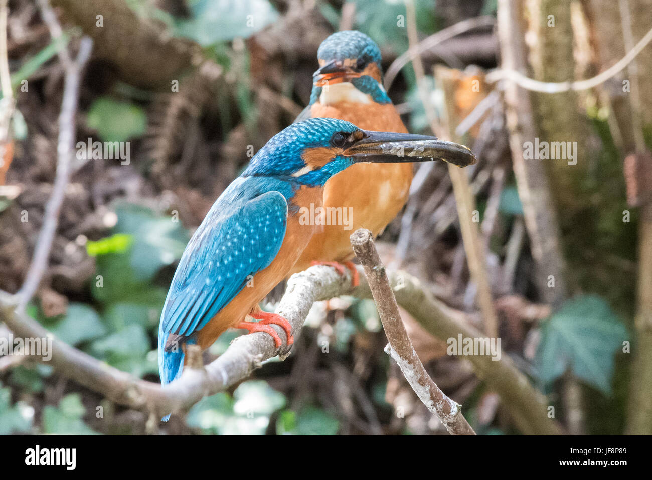 Eisvögel, die Paarung Stockfoto