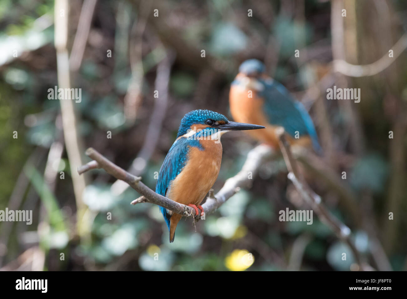 Eisvögel, die Paarung Stockfoto