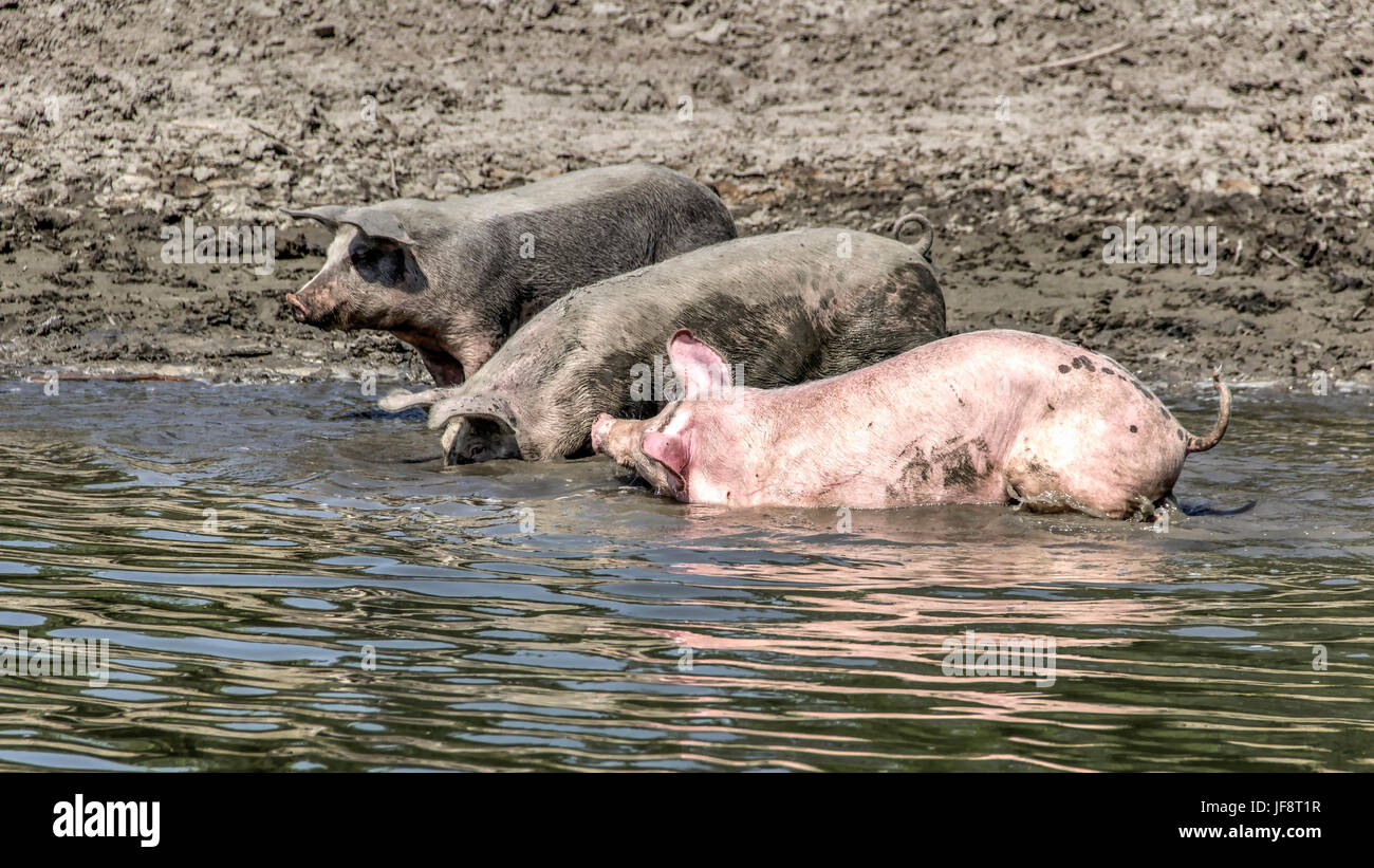 Donau, Serbien - Hausschweine Wandern an den Flussufern Abkühlung im Wasser und Nahrung suchen Stockfoto