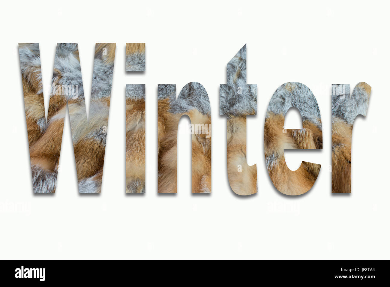 Winter Red fox Fell in einer Schrift ausgebildet Stockfoto