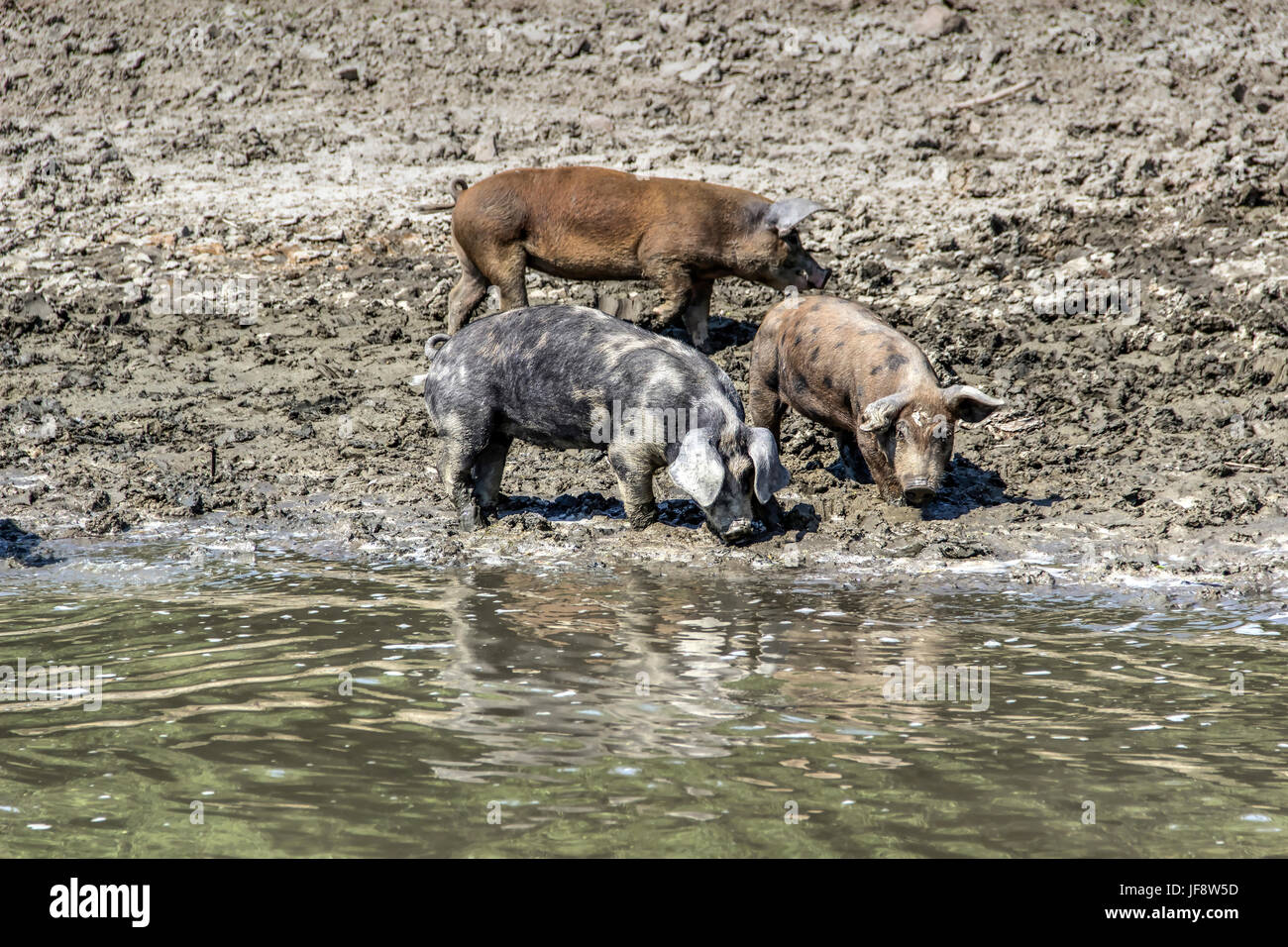 Donau, Serbien - Hausschweine Wandern an den Flussufern Abkühlung im Wasser und Nahrung suchen Stockfoto