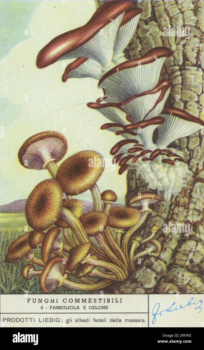 Honig-Pilz (Clitocybe Mellea) und Austernpilz (Pleurotus Ostreatus). Speisepilze. Liebig-Sammler-Karte, 1950 Stockfoto