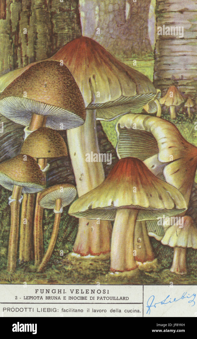 Lepiota Helveola und tödlichen Fibrecap (Inocybe Erubescens / Inocybe Patouillardii). Giftige Pilze. Liebig-Sammler-Karte, 1950 Stockfoto