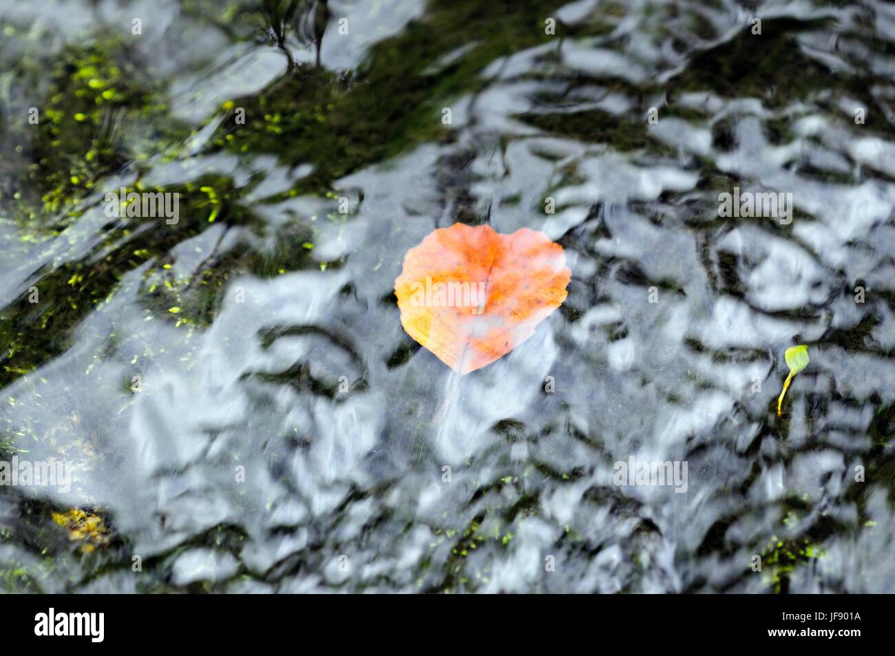 Laub Blatt unter fließendem Wasser Stockfoto