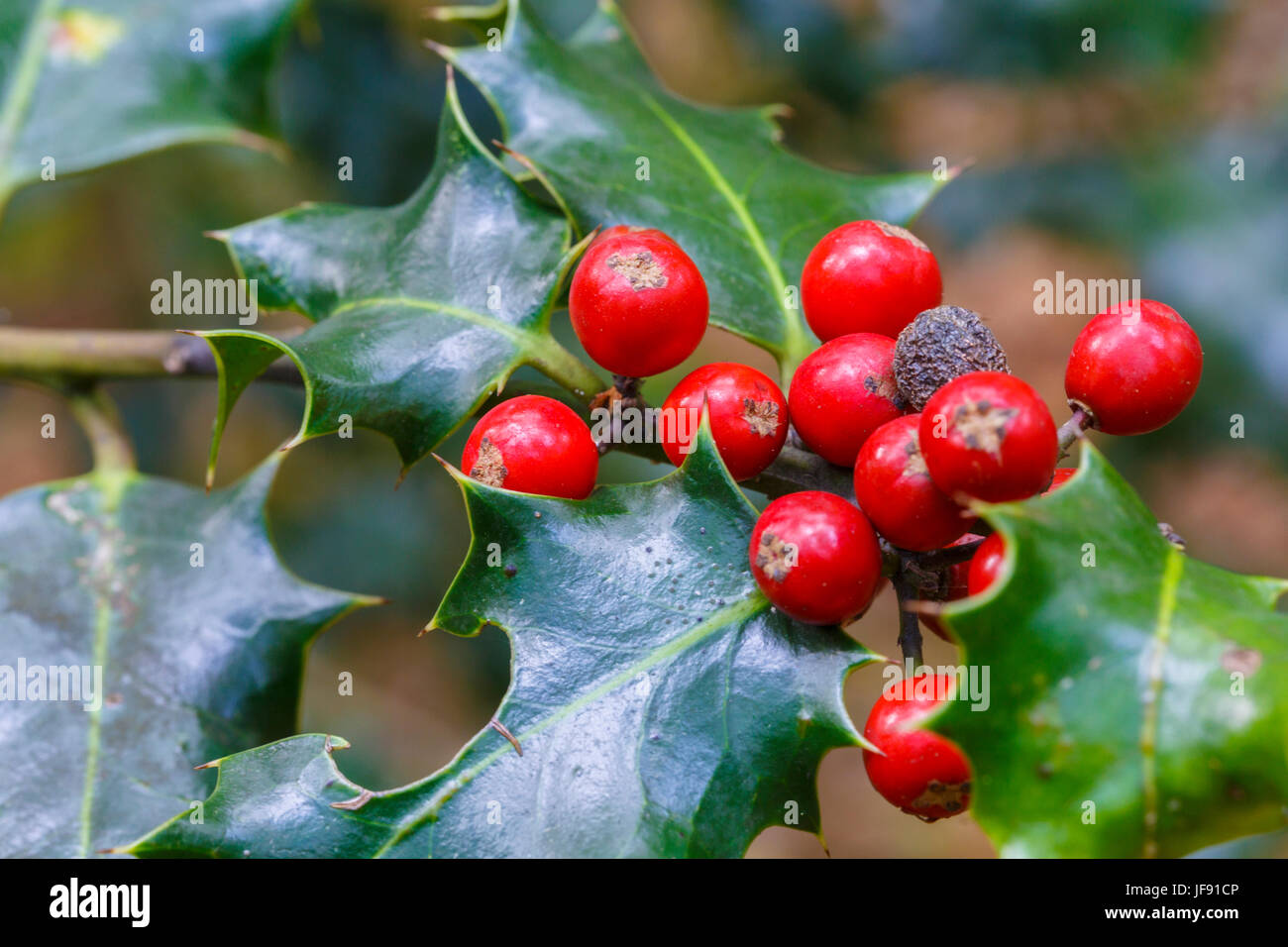 Gemeinsamen Holly mit Früchten (Ilex Aquifolium). Stockfoto