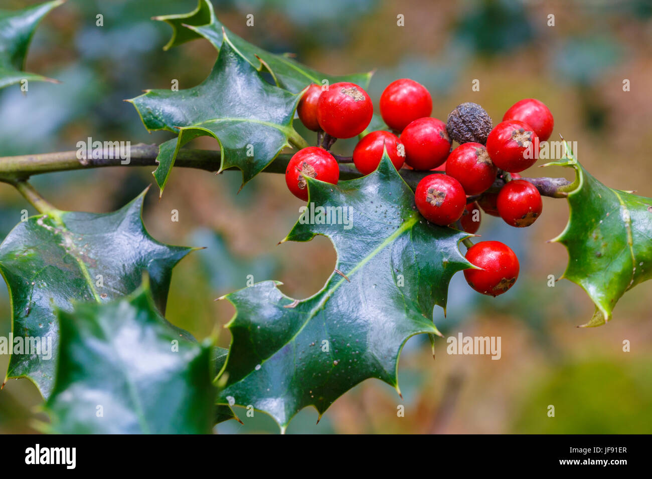 Gemeinsamen Holly mit Früchten (Ilex Aquifolium). Stockfoto