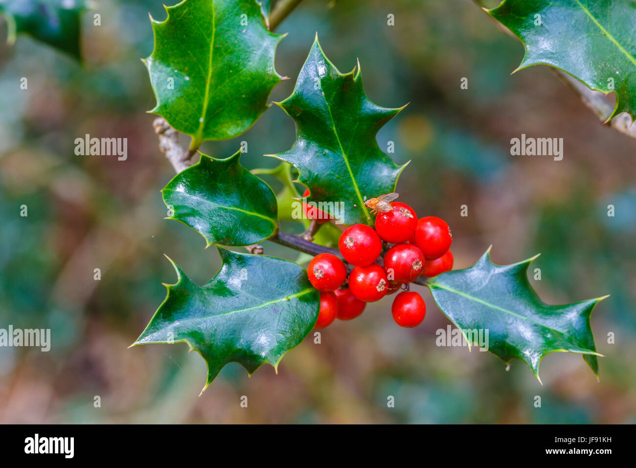 Gemeinsamen Holly mit Früchten (Ilex Aquifolium). Stockfoto