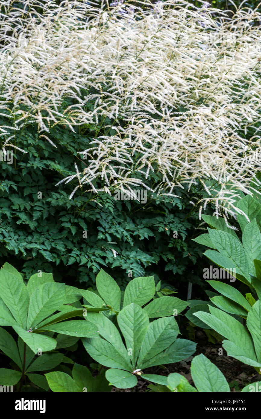 Aruncus Aethusifolius 'Sommeranfang', Rodgersia pinnata Stockfoto
