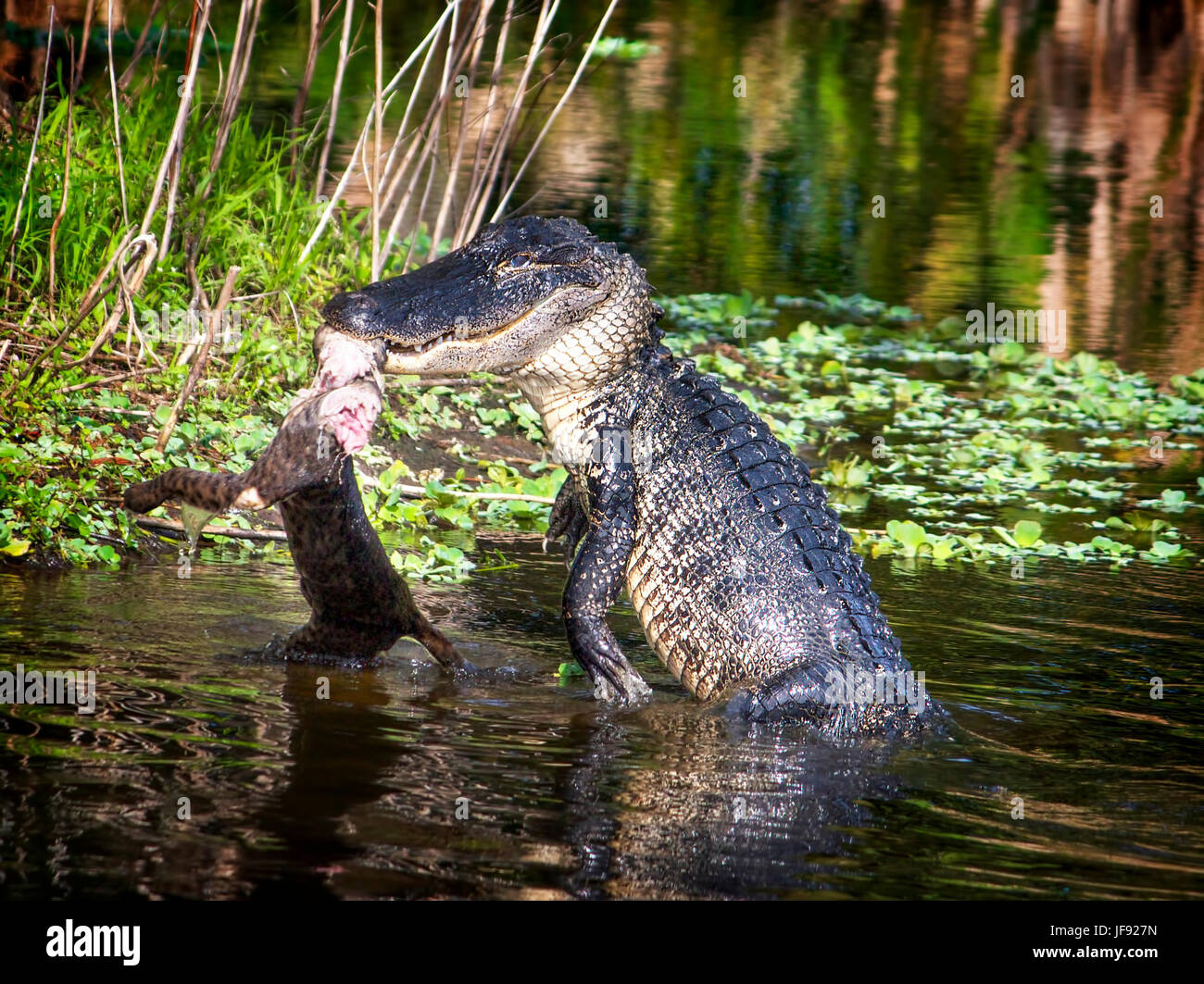 Der dritte in einer Reihe von 4 Bilder zeigen einen Alligator angreift