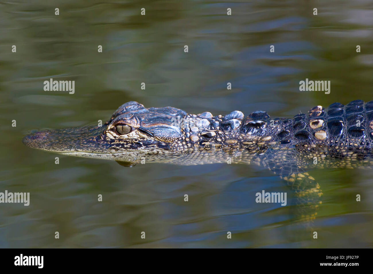 Nur ein Baby Alligator genießt das Leben in die Everglades. Es ist ein langer und harter Weg bis zum Erwachsenenalter für Baby Alligatoren. Stockfoto