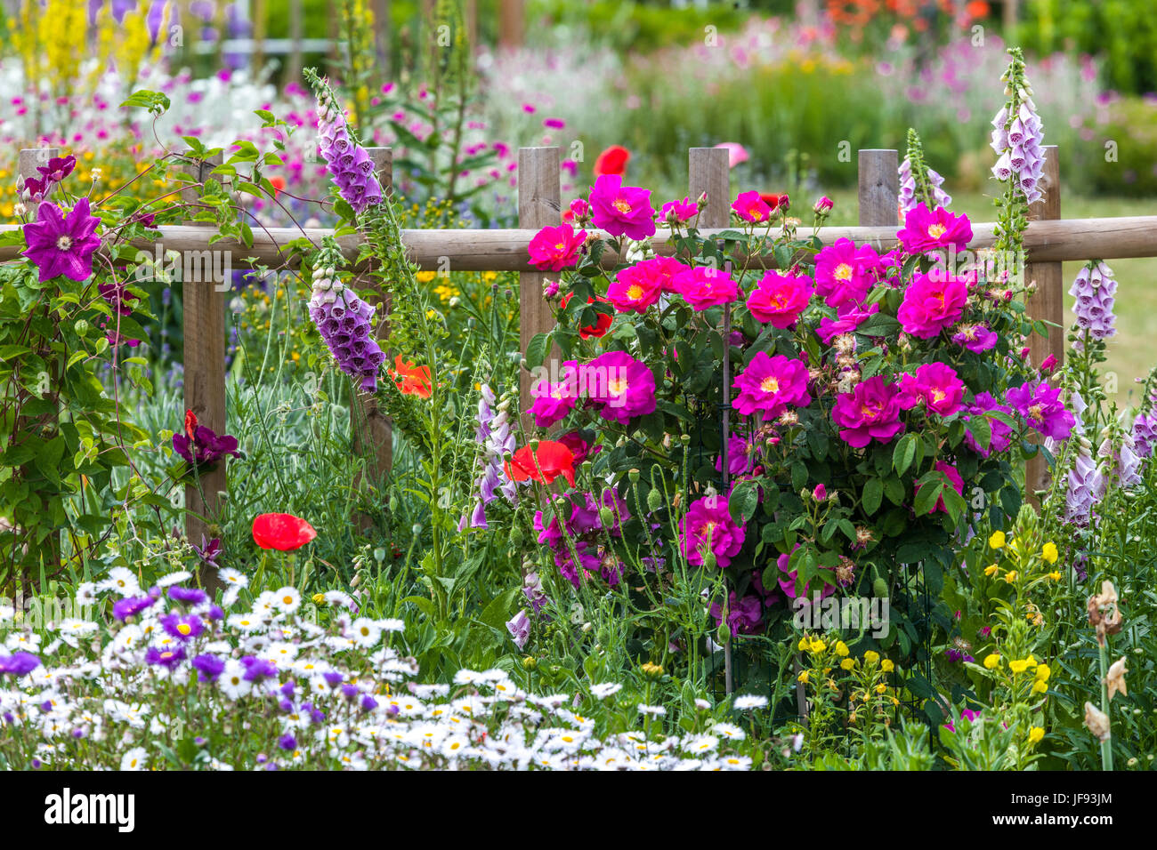 Sommer Garten und gemischte Blumen im Juni, Rosa 'Louis Philippe', Digitalis, Erigeron, Mohn, Holz Garten Zaun, schöner Garten Blumen Stockfoto