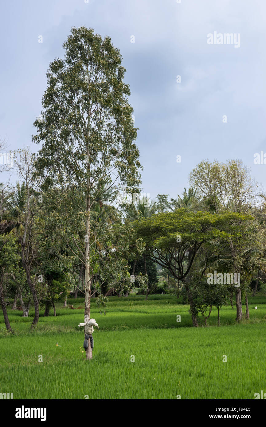 Mysore, Indien - 27. Oktober 2013: idyllische grüne Landschaft von Reisfeldern und Bäumen unter blauen bewölkter Himmel mit weißen und grauen Vogelscheuche gebunden auf Baum-tr Stockfoto