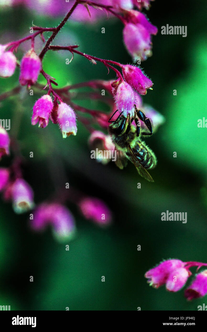 Europäische Honigbiene auf Heuchera 'Rosada' Blume Stockfoto