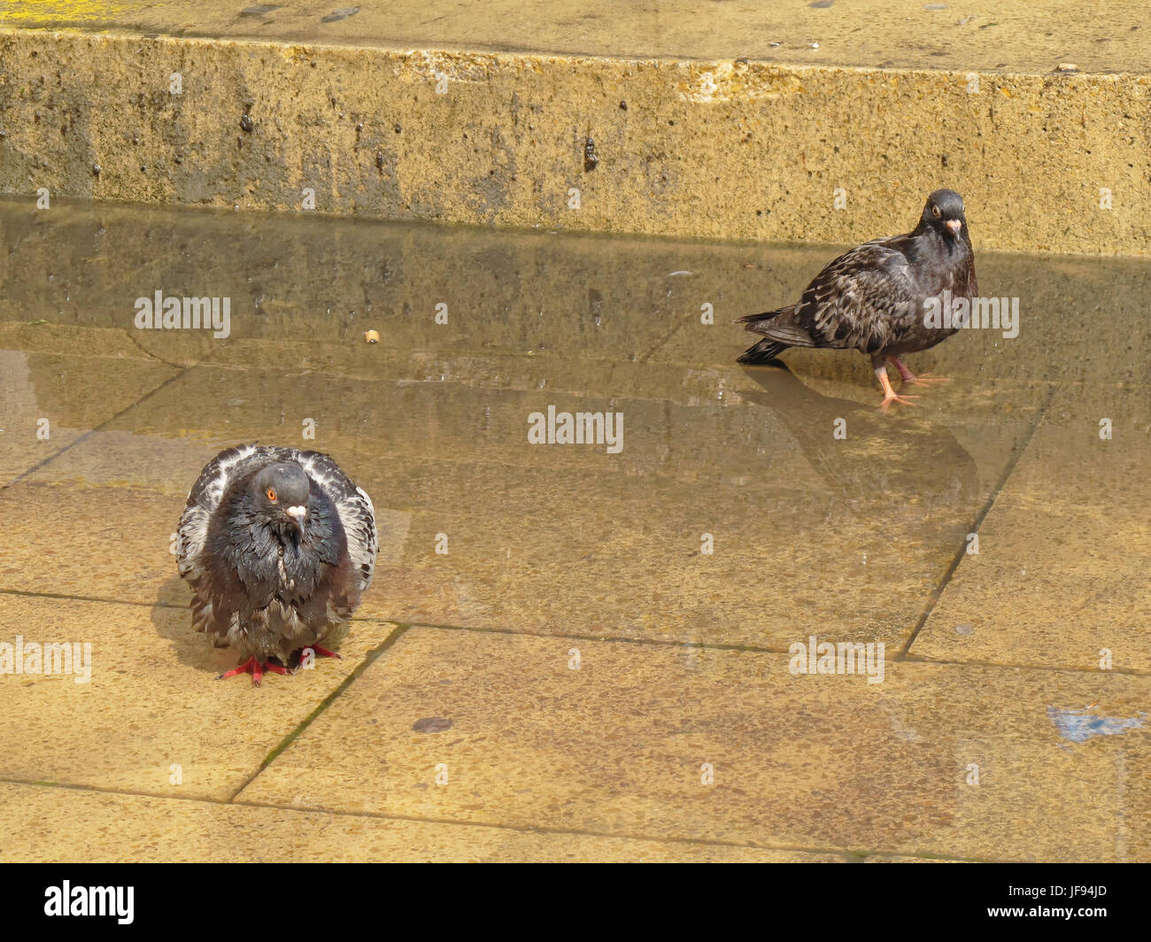 Regen-getränkten Glaswegian nassen Taube Stockfoto