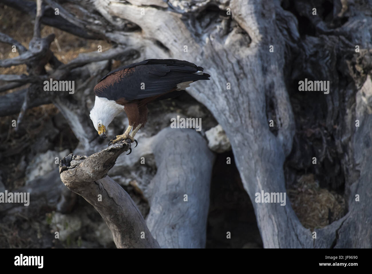 African Fish Eagle (Haliaeetus Vocifer) Stockfoto