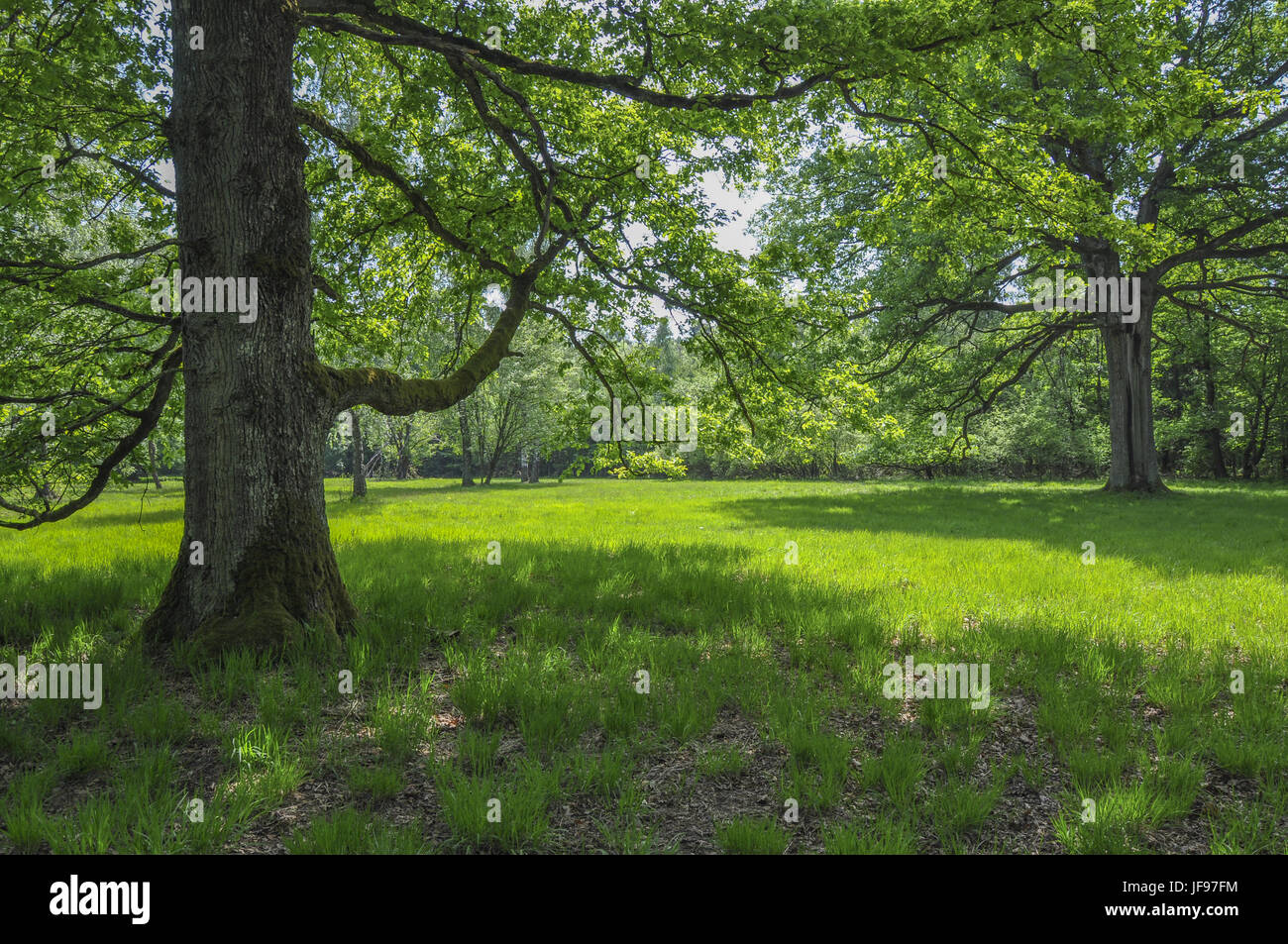 Geschützte Landschaft in der Nähe Waldenburg, Deutschland Stockfoto