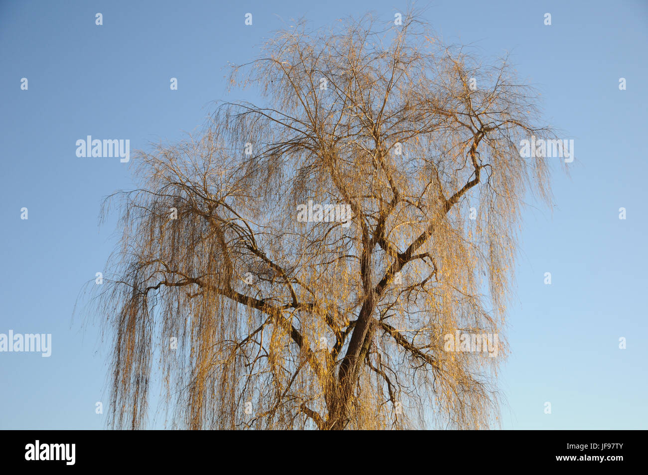Salix alba Tristis, Trauerweide Stockfoto