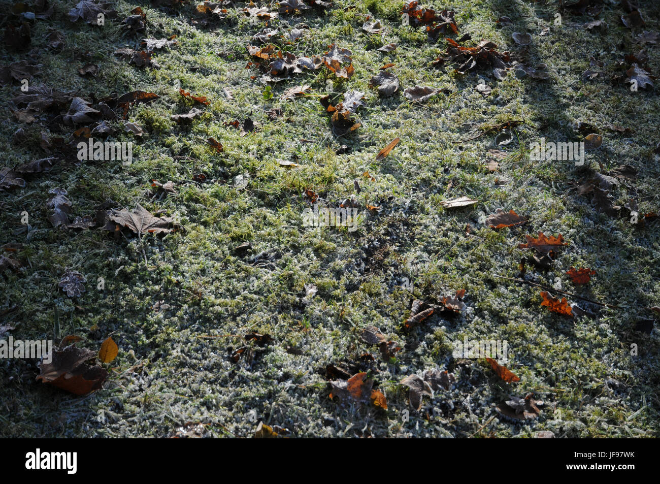 Tortula muralis, Tortula Moss, White Frost Stockfoto