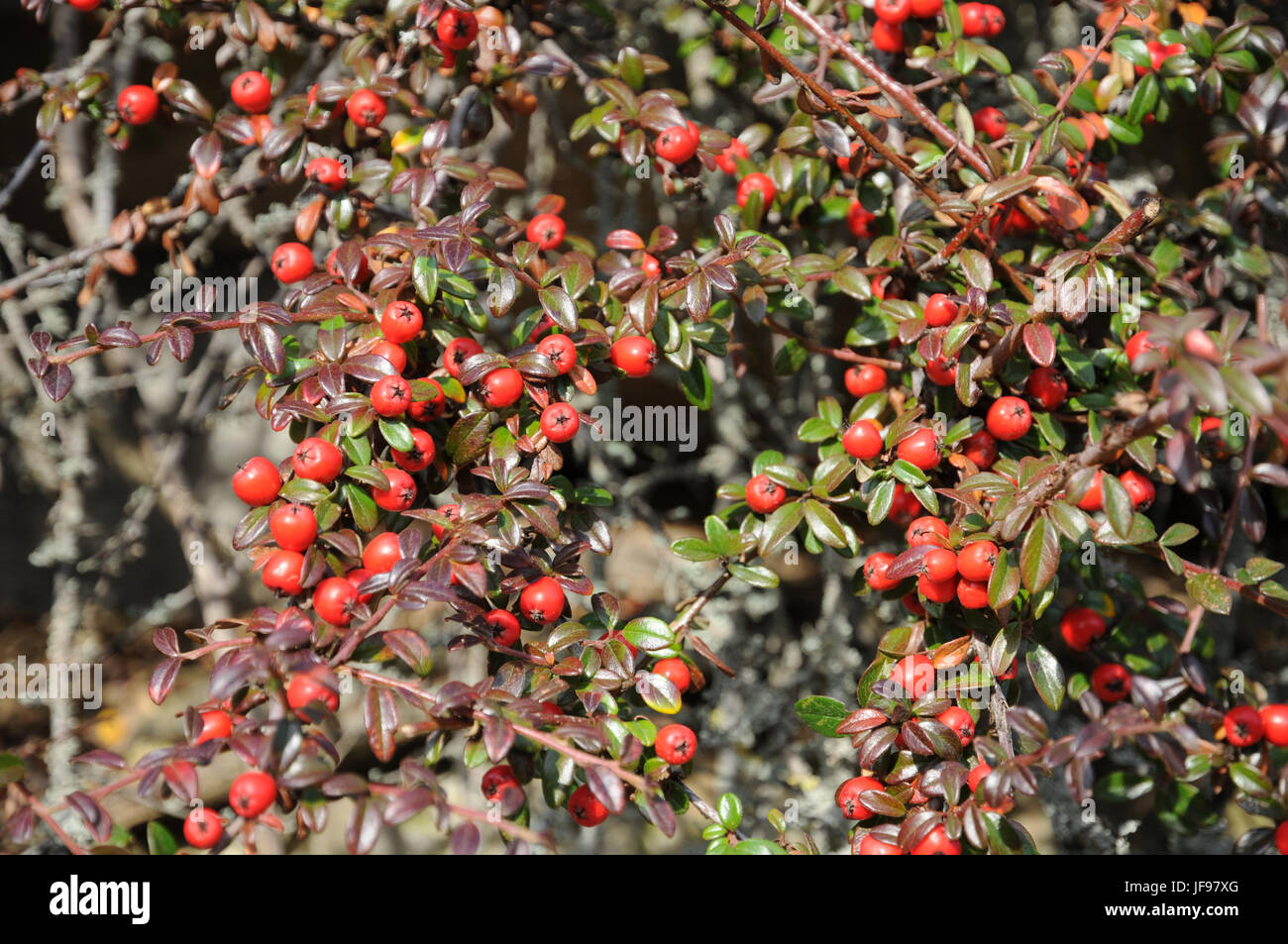 Zwergmispel Dammeri, Creeping Zwergmispel Stockfoto