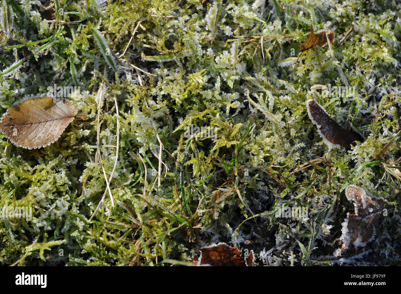 Tortula muralis, Tortula Moss, White Frost Stockfoto