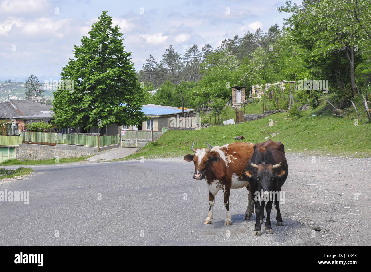 Kühe auf der Straße in Kutaissi, Georgien Stockfoto